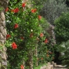 Zdjęcie z Hiszpanii - Park Guell
