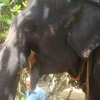 Zdjęcie ze Sri Lanki - 