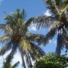 Zdjęcie ze Sri Lanki - 