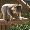 Zdjęcie z Australii - 