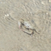 Zdjęcie z Egiptu - krabik na plaży