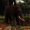 Zdjęcie ze Sri Lanki - 
