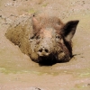Zdjęcie z Tajlandii - Swiatynia tygrysow.