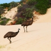 Zdjęcie z Australii - Emu na wydmach Coorong