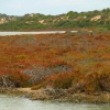 Zdjęcie z Australii - Coorong National Park