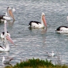 Zdjęcie z Australii - Na jeziorze Lake Albert