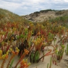 Zdjęcie z Australii - Wydmy Coorong