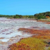 Zdjęcie z Australii - Sololubma roslinnosc