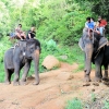 Zdjęcie z Tajlandii - Elephant Trekking