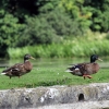 Zdjęcie z Wielkiej Brytanii - Leeds Castle