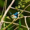 Zdjęcie z Australii - Blue wren
