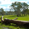 Zdjęcie z Australii - Okolice Meadows