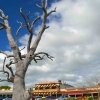 Zdjęcie z Australii - Strathalbyn