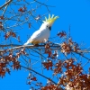 Zdjęcie z Australii - Kakadu na debie
