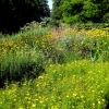 Zdjęcie z Niemiec - Mainau