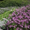 Zdjęcie z Niemiec - Mainau