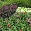 Zdjęcie z Niemiec - Mainau