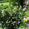 Zdjęcie z Niemiec - Mainau