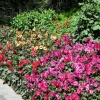 Zdjęcie z Niemiec - Mainau