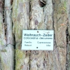 Zdjęcie z Niemiec - Mainau