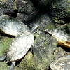 Zdjęcie z Niemiec - Mainau - pawilon motyli