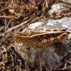 Zdjęcie z Macedonii - Fauna Matki.