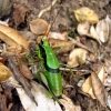 Zdjęcie z Macedonii - Fauna Matki 2.