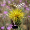 Zdjęcie z Macedonii - Flora i fauna Matki.