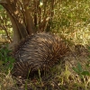 Zdjęcie z Australii - Echidna czyli kolczatka