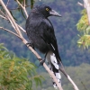 Zdjęcie z Australii - Currawong -  spory ptak 