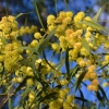 Zdjęcie z Australii - Golden Wattle 