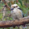 Zdjęcie z Australii - Drapiezna Kookaburra