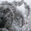 Zdjęcie z Polski - zima w moim ogrodzie