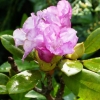 Zdjęcie z Polski - i rododendrony