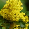 Zdjęcie z Polski - mahonia