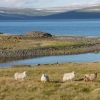 Zdjęcie z Islandii - Westfjords