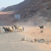 Zdjęcie z Jordanii - 