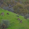 Zdjęcie z Australii - Kangurza rodzina