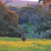 Zdjęcie z Australii - Onkaparinga Gorge