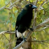 Zdjęcie z Australii - Currawong