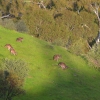 Zdjęcie z Australii - Kangurza rodzina