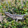 Zdjęcie z Australii - Bearded dragon, czyli