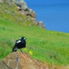 Zdjęcie z Australii - Magpie - australijska,