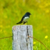 Zdjęcie z Australii - willie wagtail