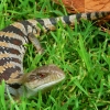 Zdjęcie z Australii - Blue-tongued skink