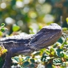 Zdjęcie z Australii - Jaszczura agama brodata