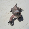 Zdjęcie z Bahamów - Exuma