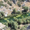 Zdjęcie z Grecji - Las Palmowy w Preveli