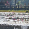 Zdjęcie z Kambodży - Sadzawki Angkor Wat
