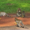 Zdjęcie z Kambodży - Mieszkancy Angkor Thom